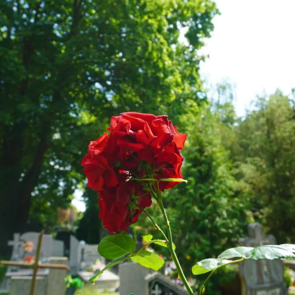 róża